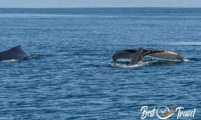 Two humpacks on the surface