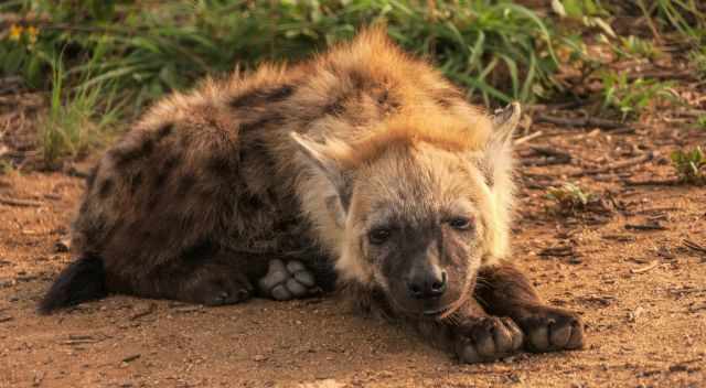 Hyena laying on the ground in the evening sun