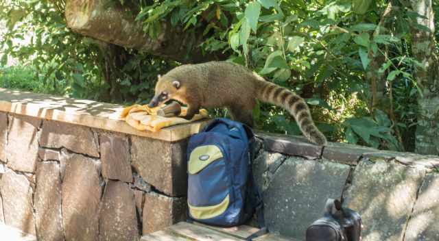 Coati in Iguazu trying to steel food from a backpack