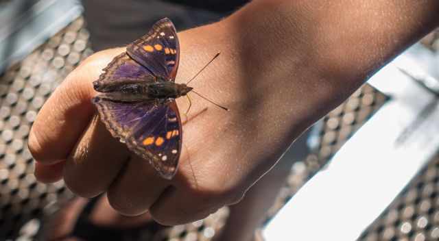 Butterfly Salt Lick on the sweating hand of a young boy