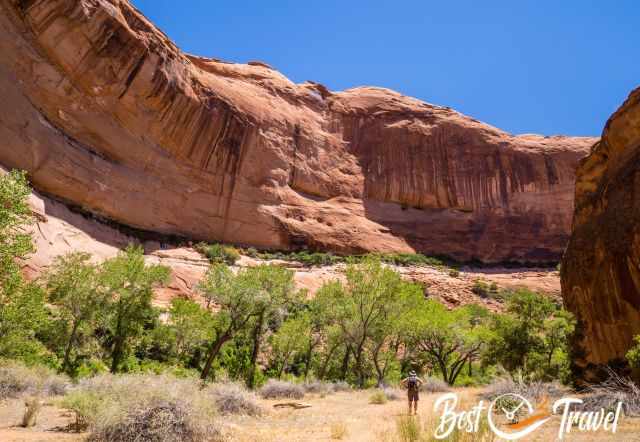 The Coyote Gulch in lush vegetation because of the creek