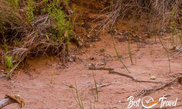 A snake at the creek in Coyote Gulch