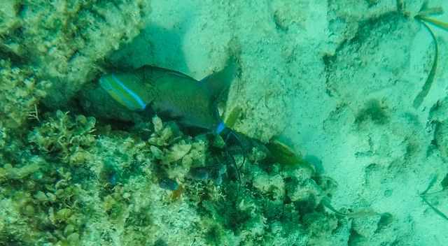 Colourful fish in the sea