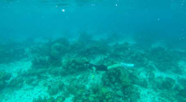 My husband diving and snorkelling