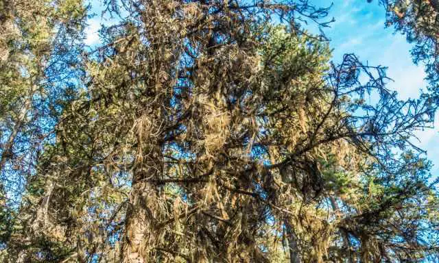 Old grown trees full of lichen