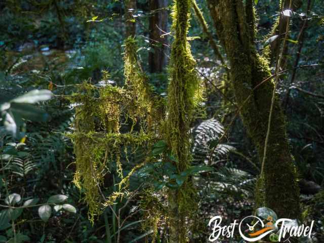 Long green lichens hanging on a branch.