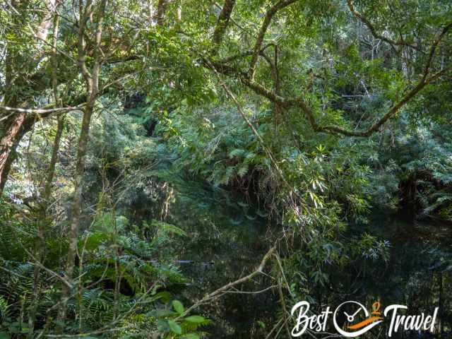 The thick and lush vegetation of Jubilee, Knysna Forest