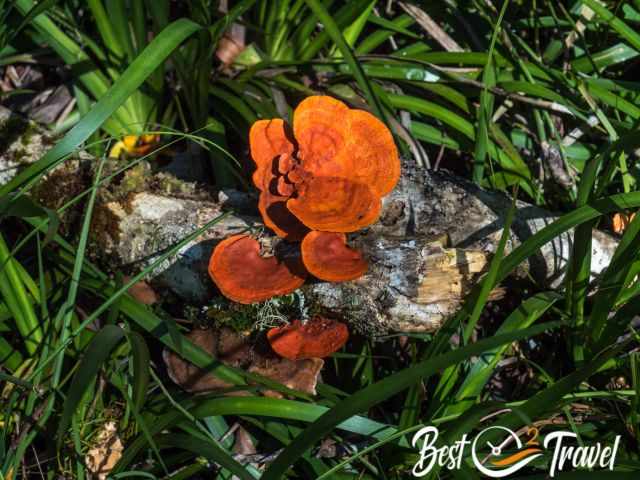 Orange fungi on a tree trunk