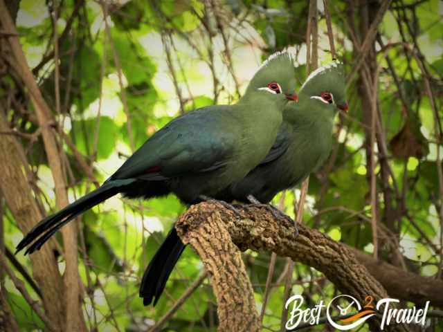 2 green Knysna turacos or loeries