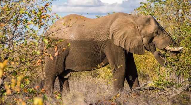 Dry mopane tree - wet and muddy elephant feeding on it