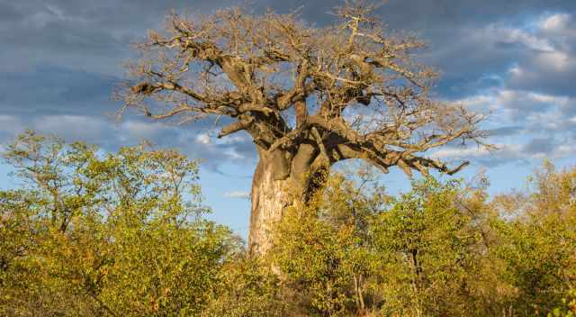 Dry  Baobab without leaves