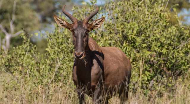 Tsessebe in KNP