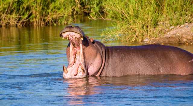 Hippo yawning in the river