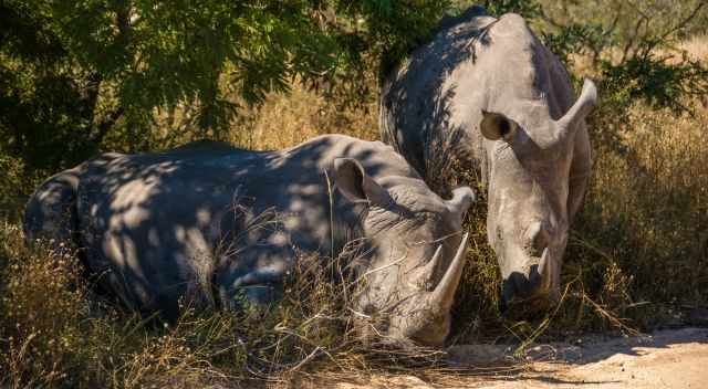White Rhinos next to the gravel road in KNP