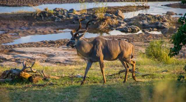 Kudu at the river