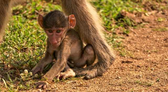 Baby monkey seeking for shade at the mother