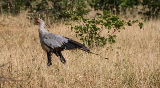 Secretary Bird in Kruger