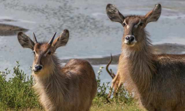 Waterbucks breeding season