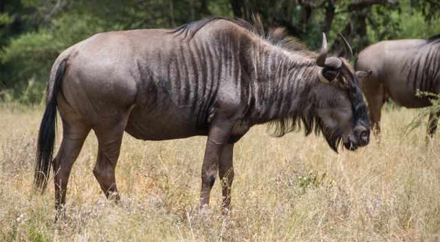 Wildebeests feeding in KNP