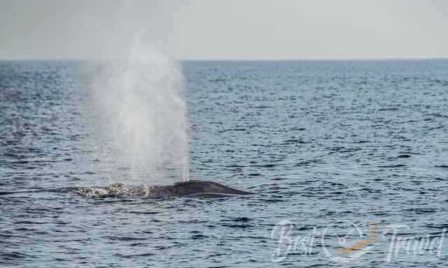 Blue whale with spray fountain