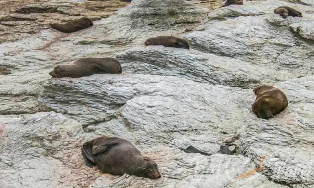 A colony of sea lions laying on the shore in Kaikoura