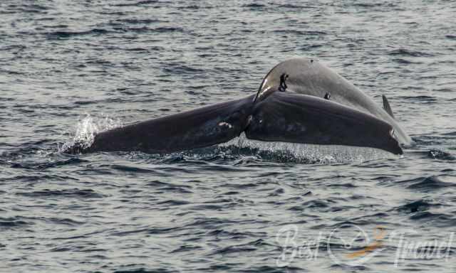 The fluke of a blue whale