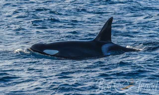 An orca in the deep sea at Kaikoura