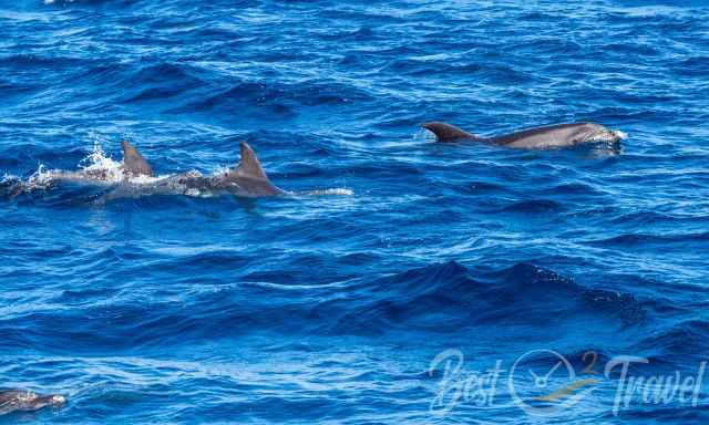 A pod of dolphins