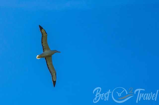 An albatross with its huge wings and a blue sky