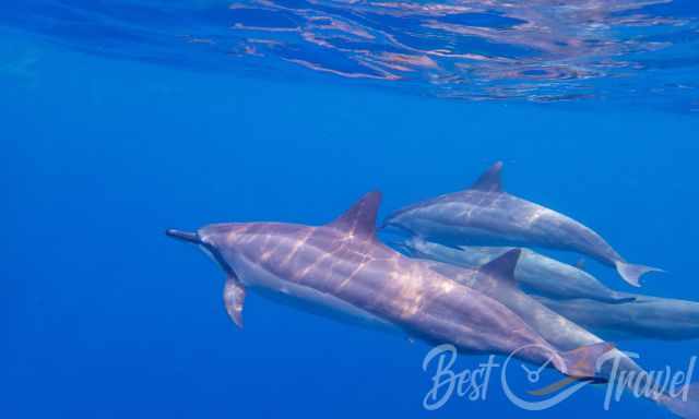 Dolphins underwater