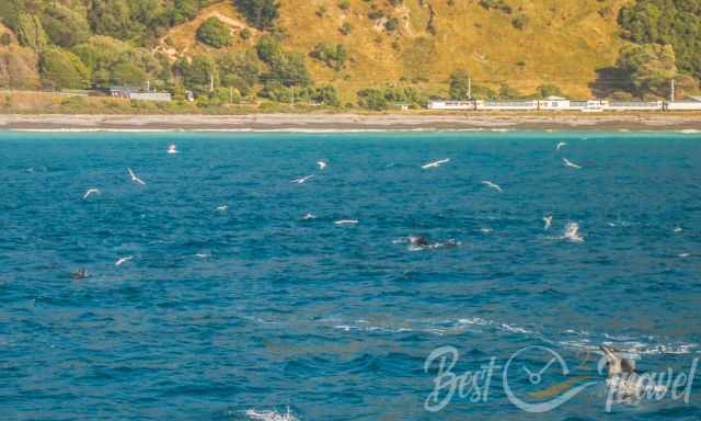 A huge school of dolphins around the boat