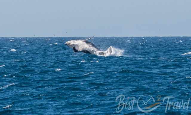 A breaching humpback