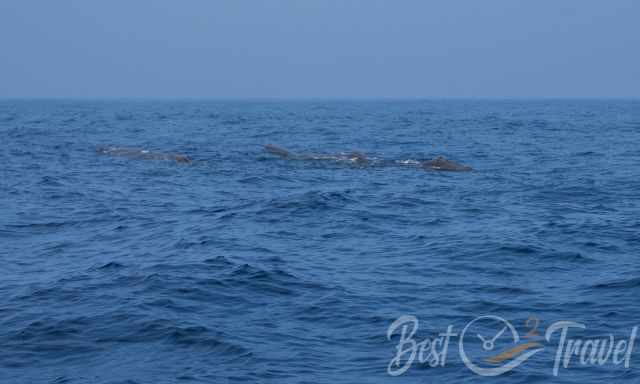 A group of sperm whales