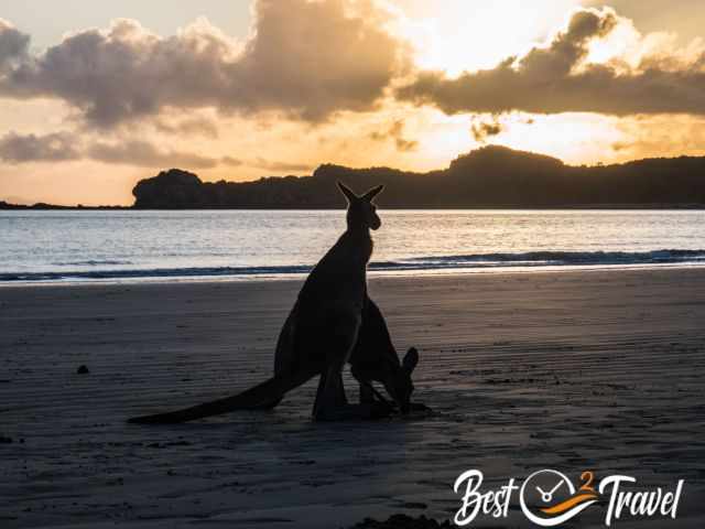 Two big kangaroos on the beach at sunrise