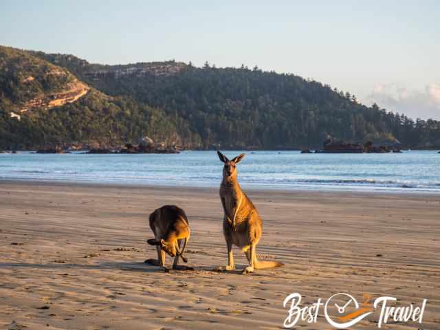 Two kangaroos on the beach at sunrise and the sea in the back.