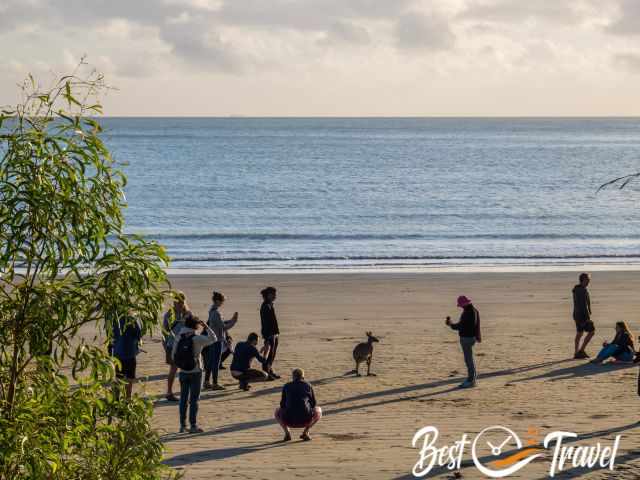 A few visitors watch the kangaroo on the beach.