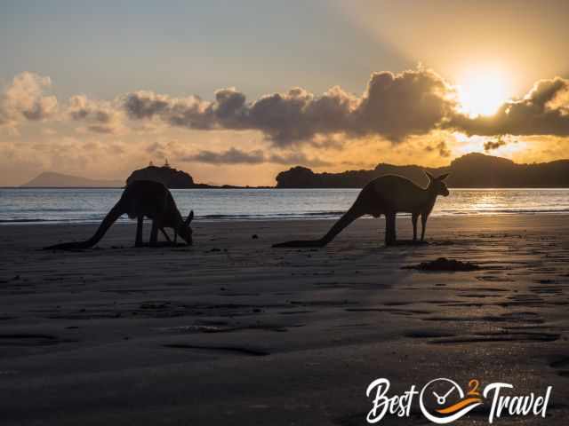 Two kangaroos on the beach at sunrise.