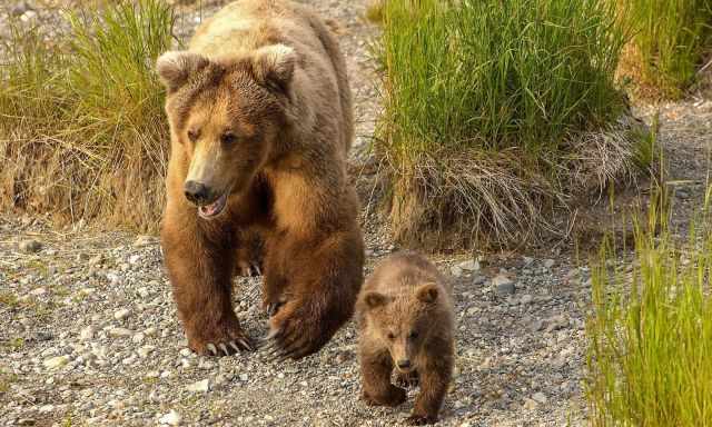 Grizzly mom and cub