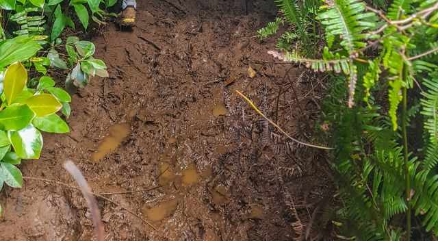 I stuck in the mud on the Okolehao Trail