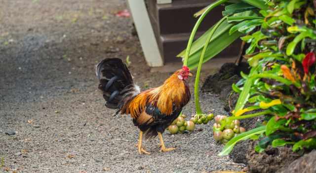 Kauai Chicken