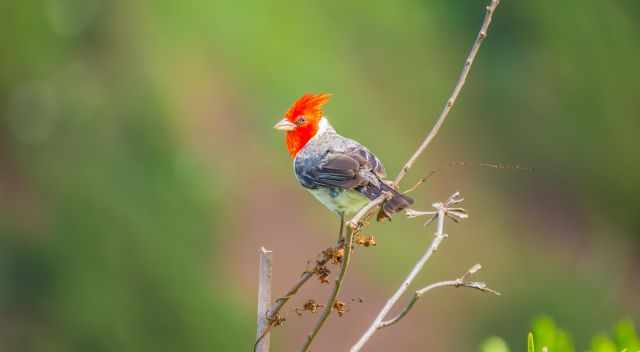 Red-crested cardinal