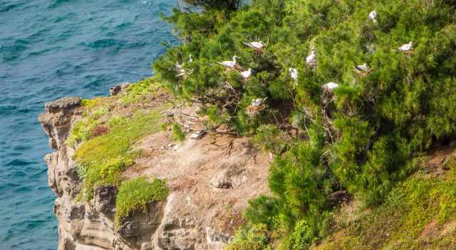 Nesting Boobies at the cliffs of Kilauea Point