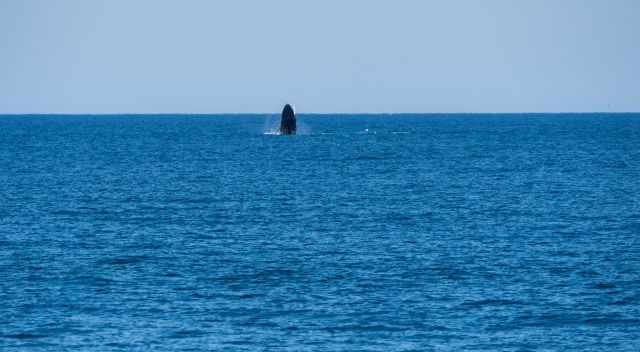 Breaching Humpback in the distance
