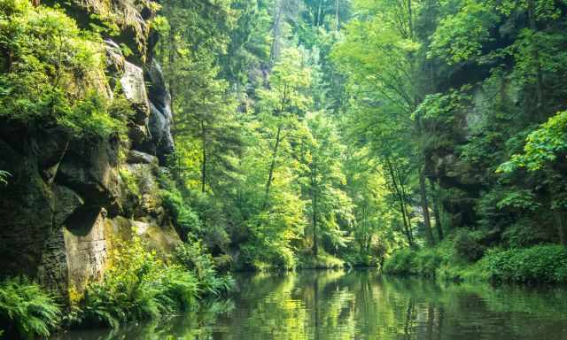 The Kirnitz Gorge - the forest mirrors in the river