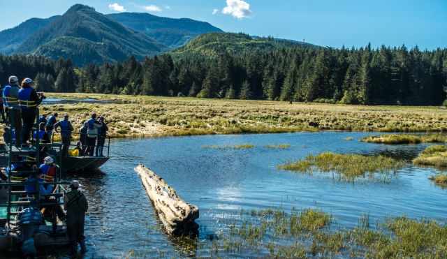 Guided grizzly bear watching tour  