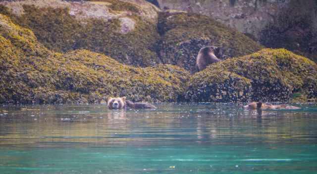 Swimming grizzly bears in BC