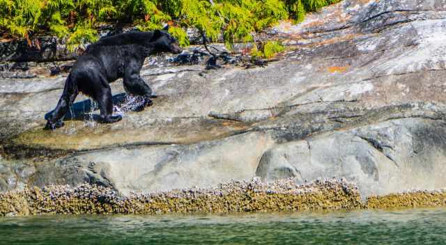 A swimming black bear getting out of the water in BC