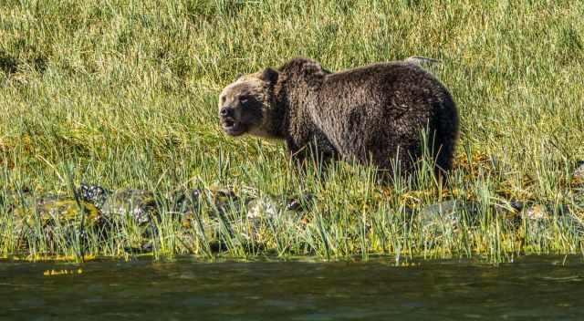 A grizzly standing in high grass