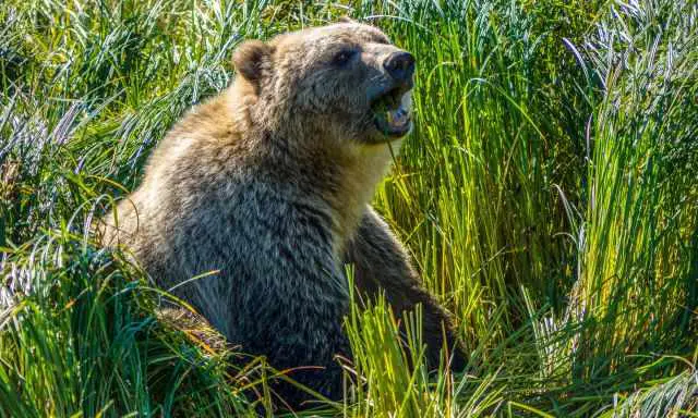 Grizzly feeding on high protein grass