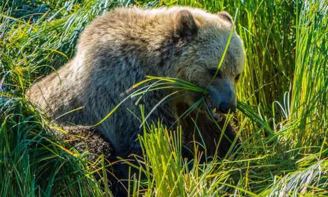 Grizzly feeding on high protein grass